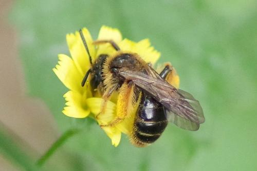Réf. 274 822 : Andrena sp.